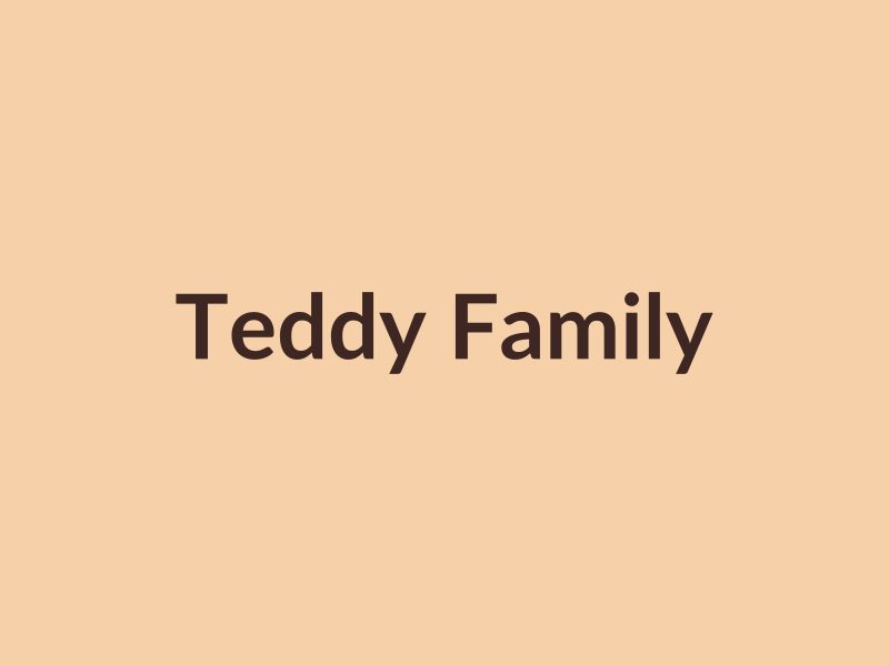 A collection of soft teddy bears arranged together